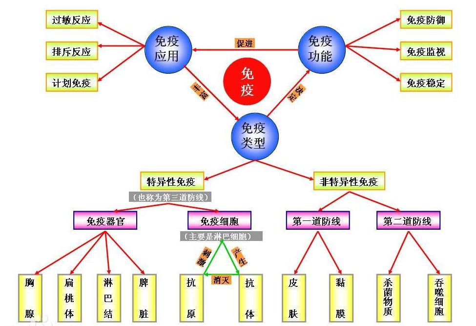 免疫力是健康领域最广泛的话题